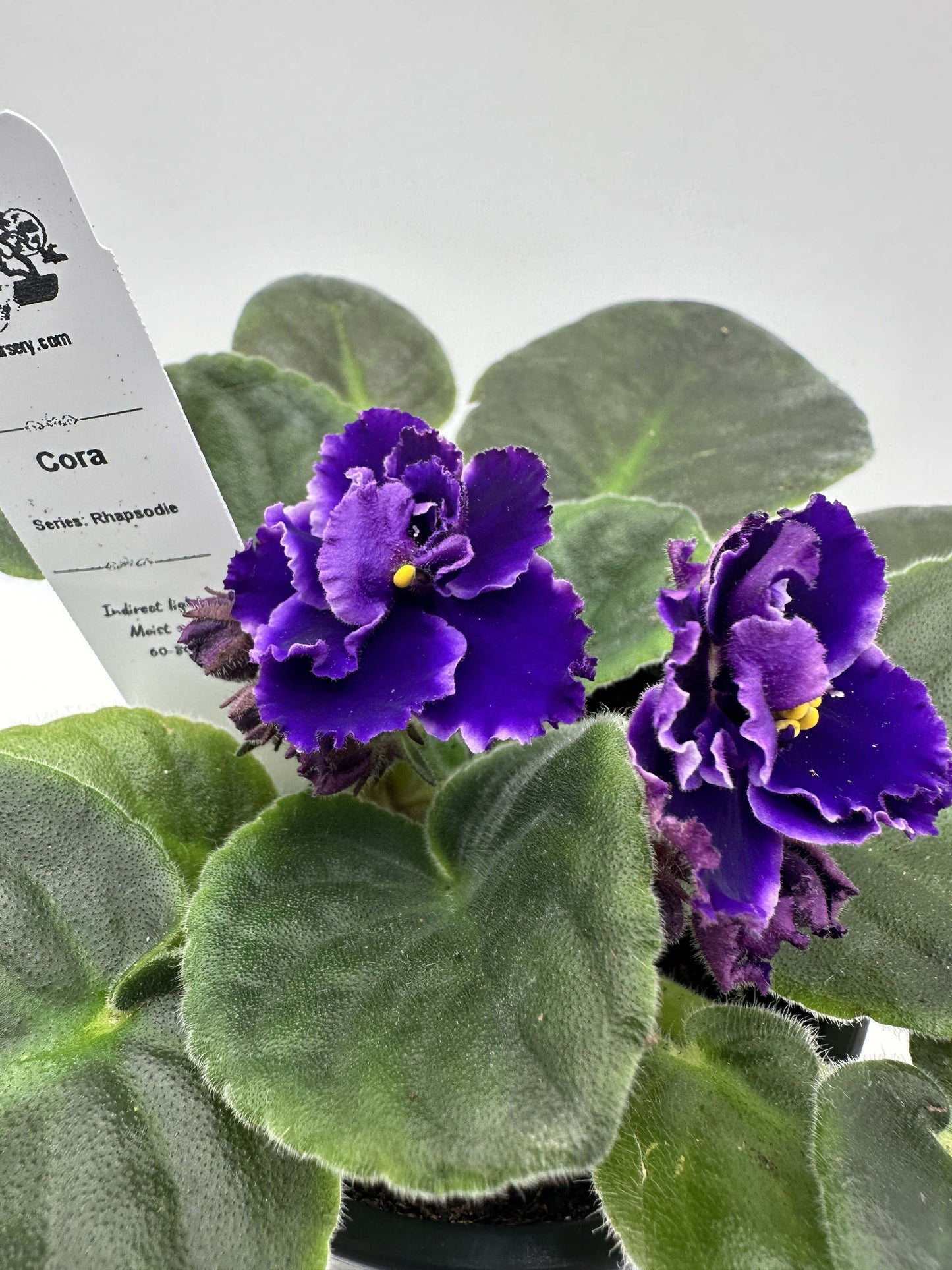 Cora - Live African Violet 4" - Series: Rhapsodie