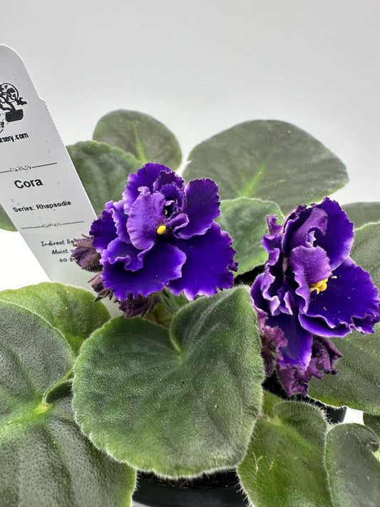 Cora - Live African Violet 4" - Series: Rhapsodie
