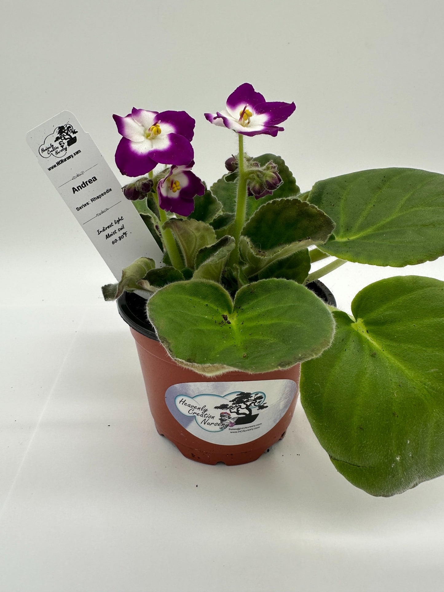 Cora - Live African Violet 4" - Series: Rhapsodie