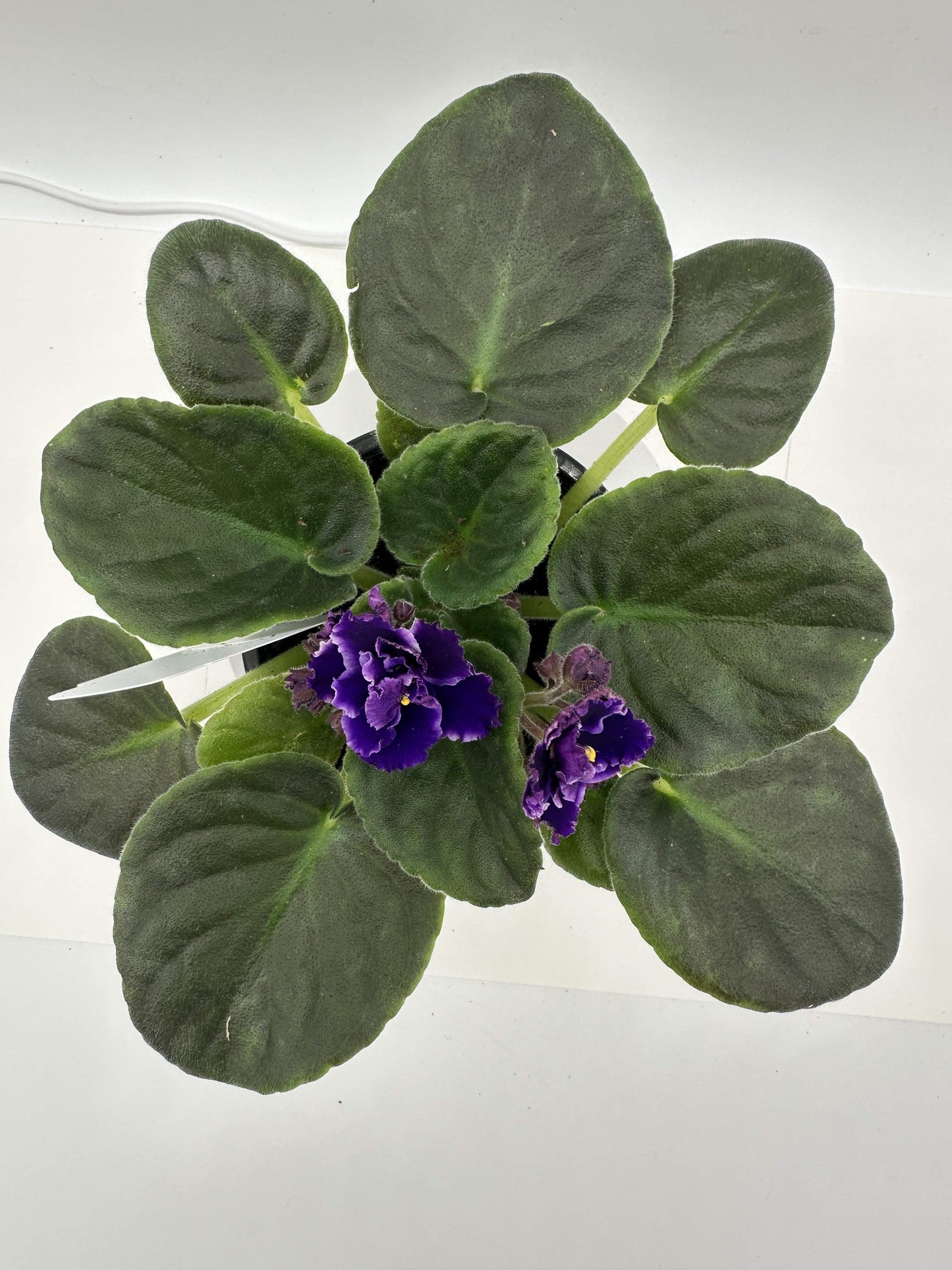 Cora - Live African Violet 4" - Series: Rhapsodie