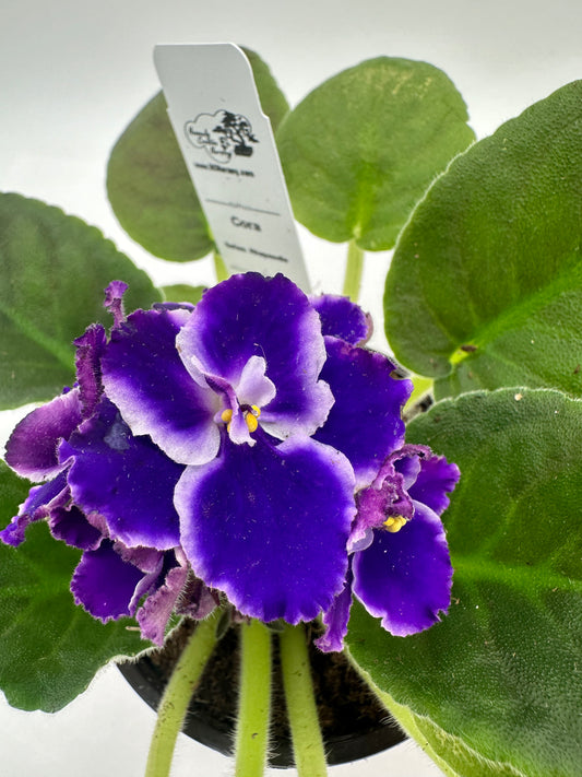 Cora - Live African Violet 4" - Series: Rhapsodie