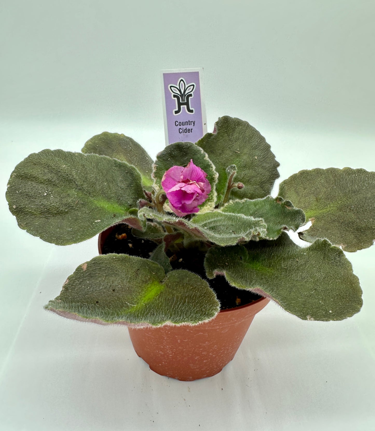 Country Cider - Live African Violet 4"