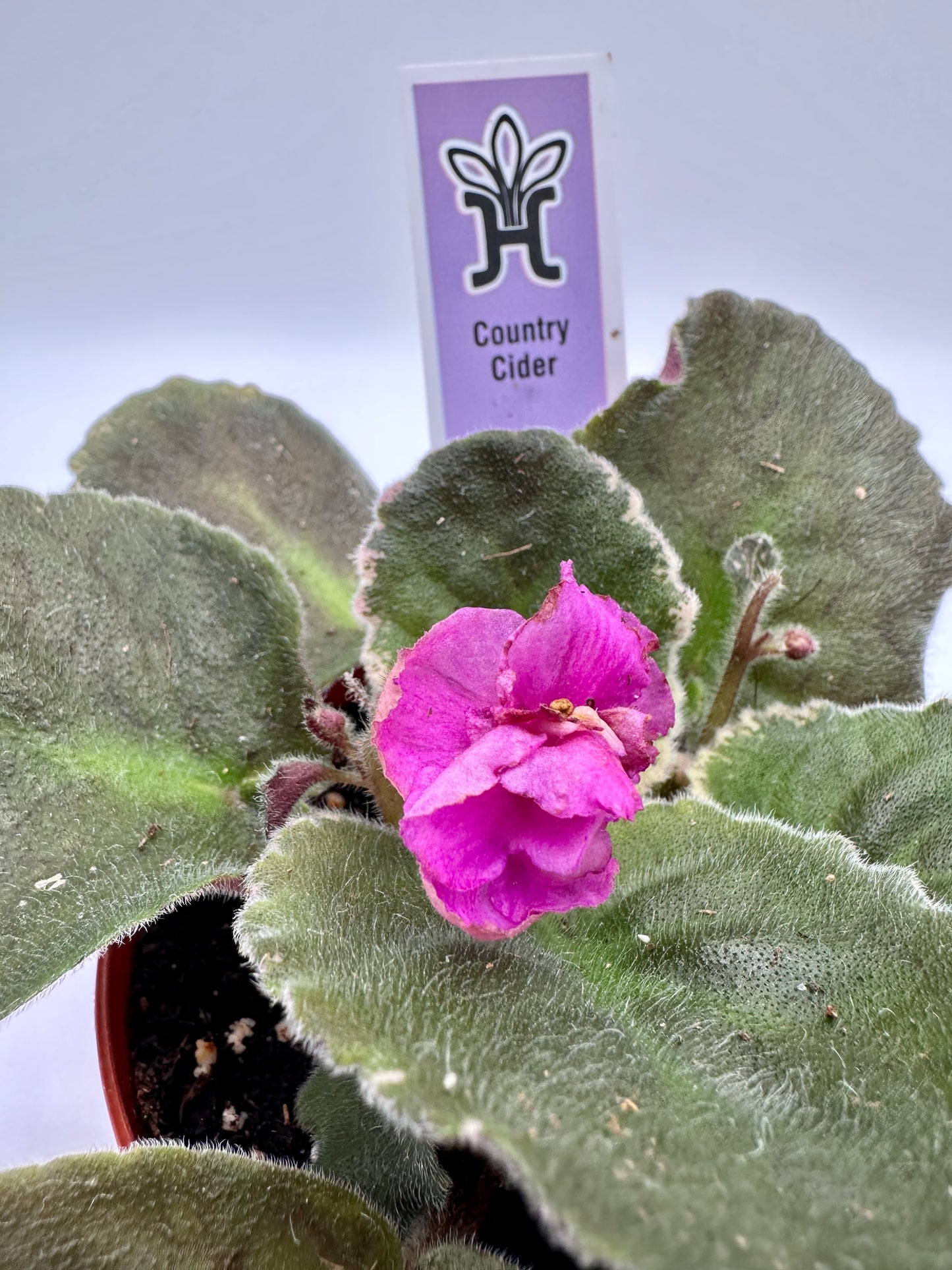 Country Cider - Live African Violet 4"