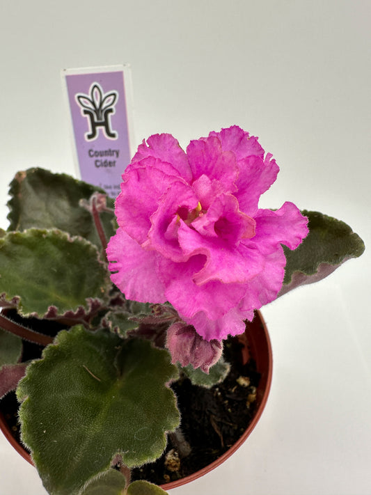 Country Cider - Live African Violet 4"