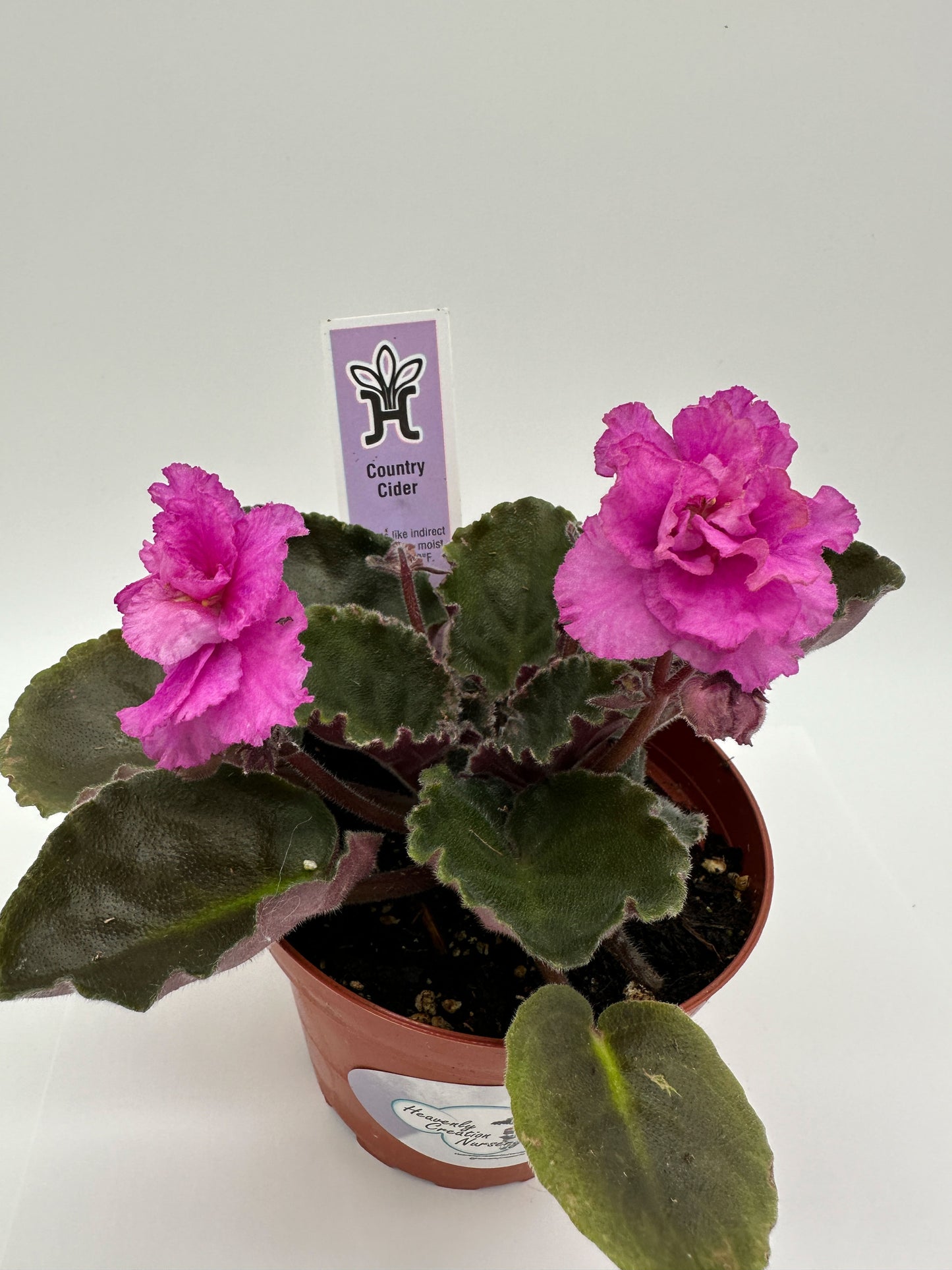 Country Cider - Live African Violet 4"