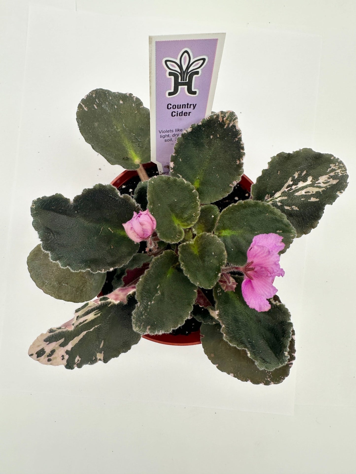 Country Cider - Live African Violet 4"