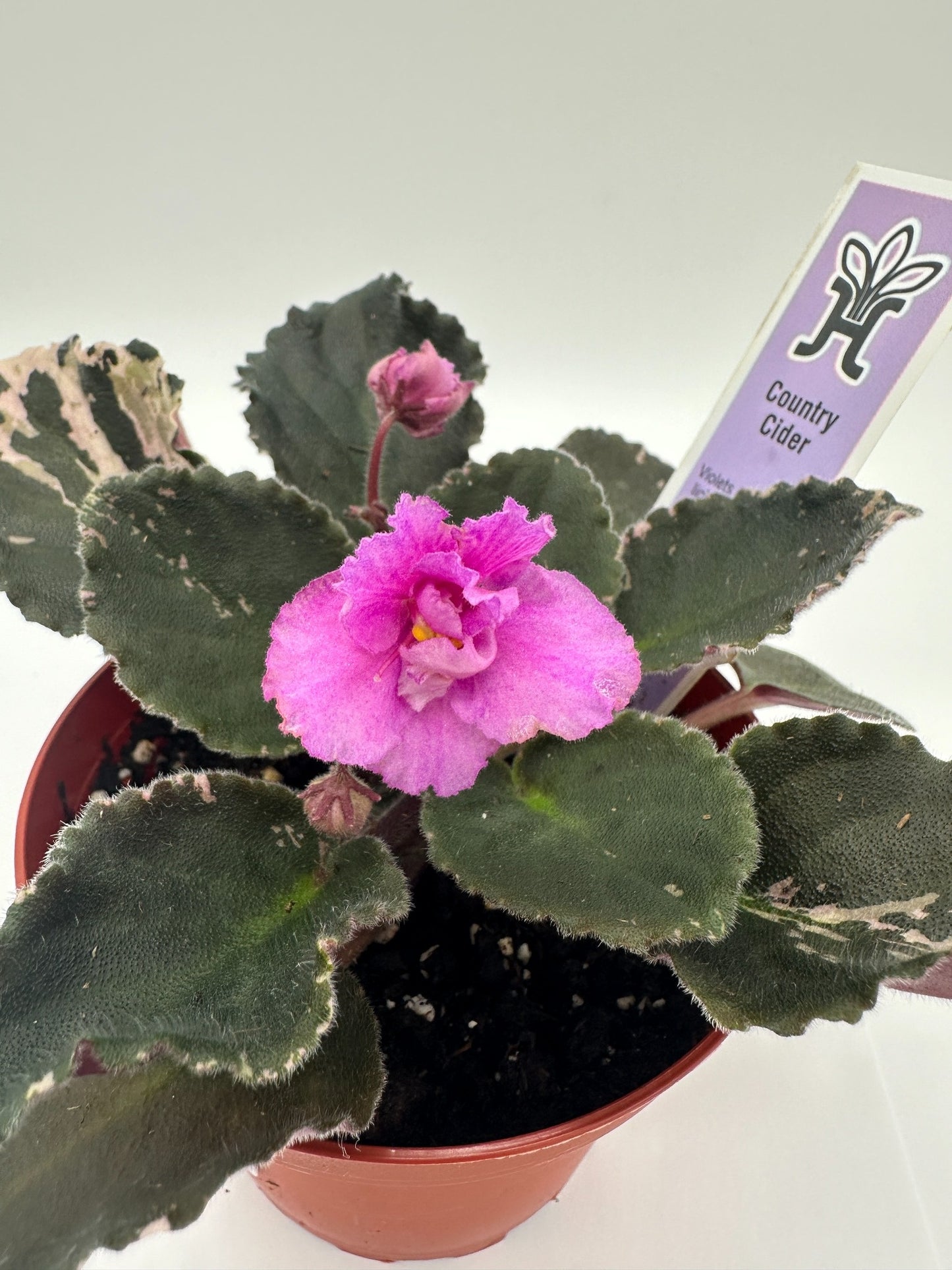 Country Cider - Live African Violet 4"
