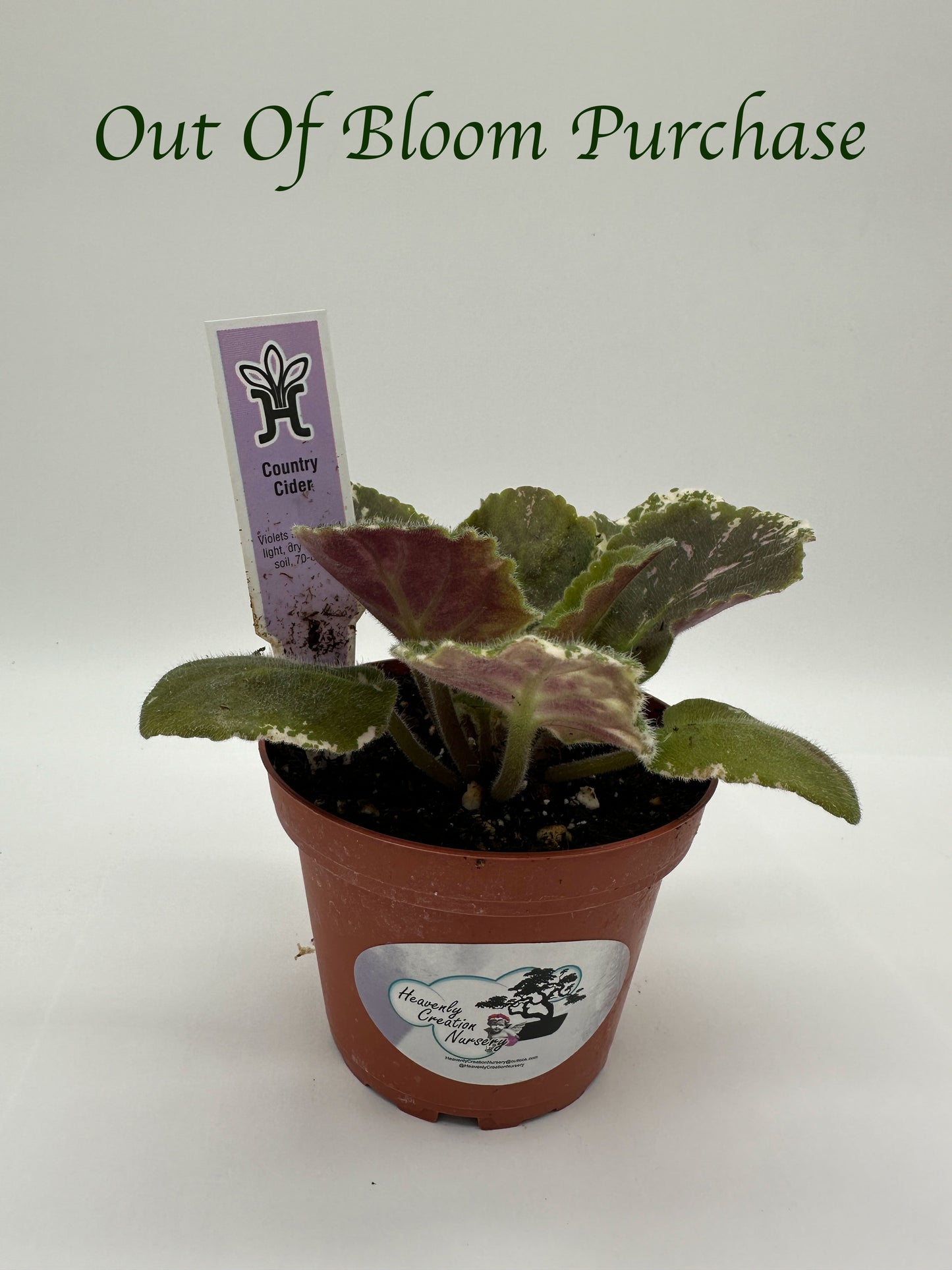 Country Cider - Live African Violet 4"