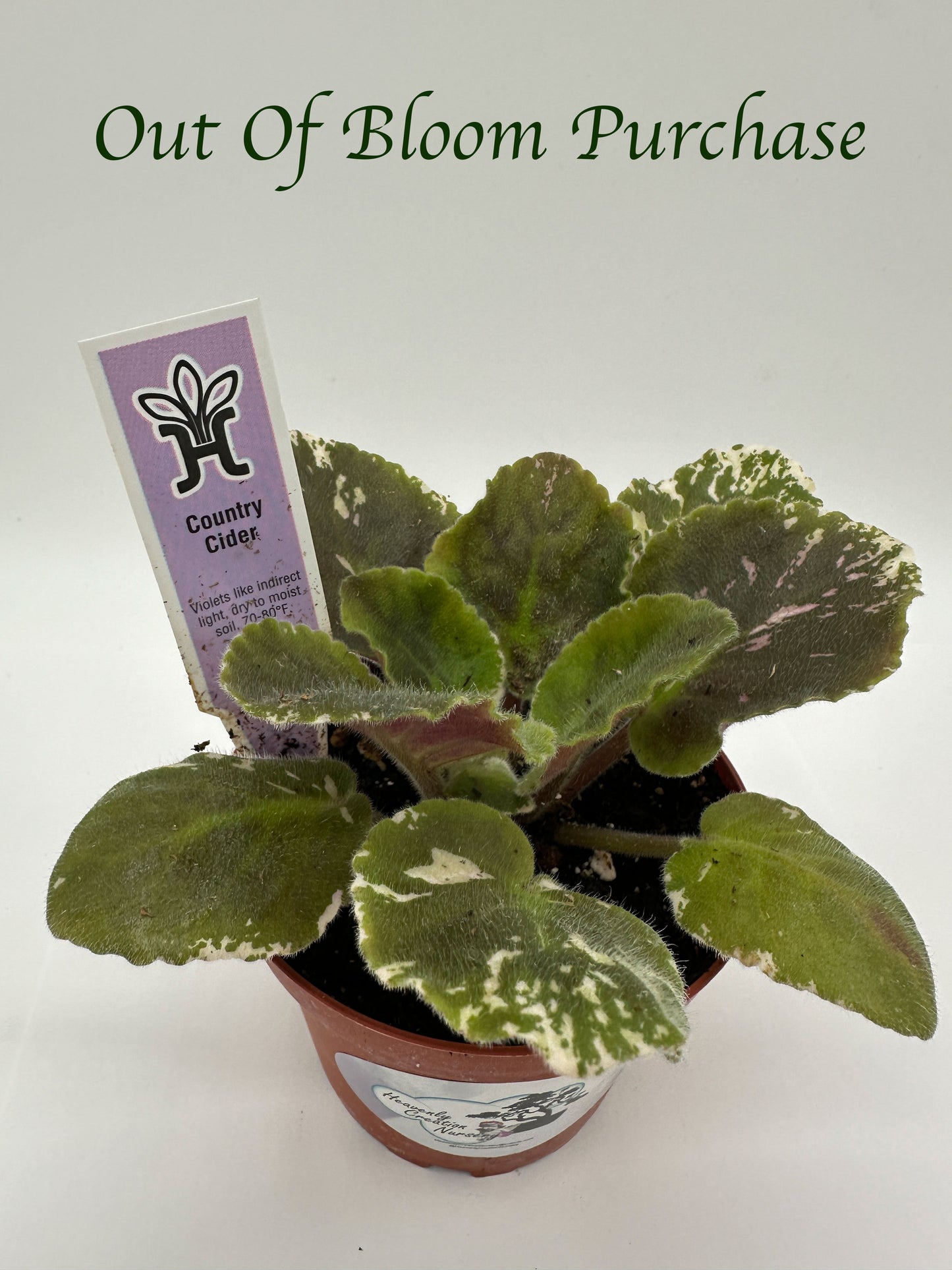 Country Cider - Live African Violet 4"