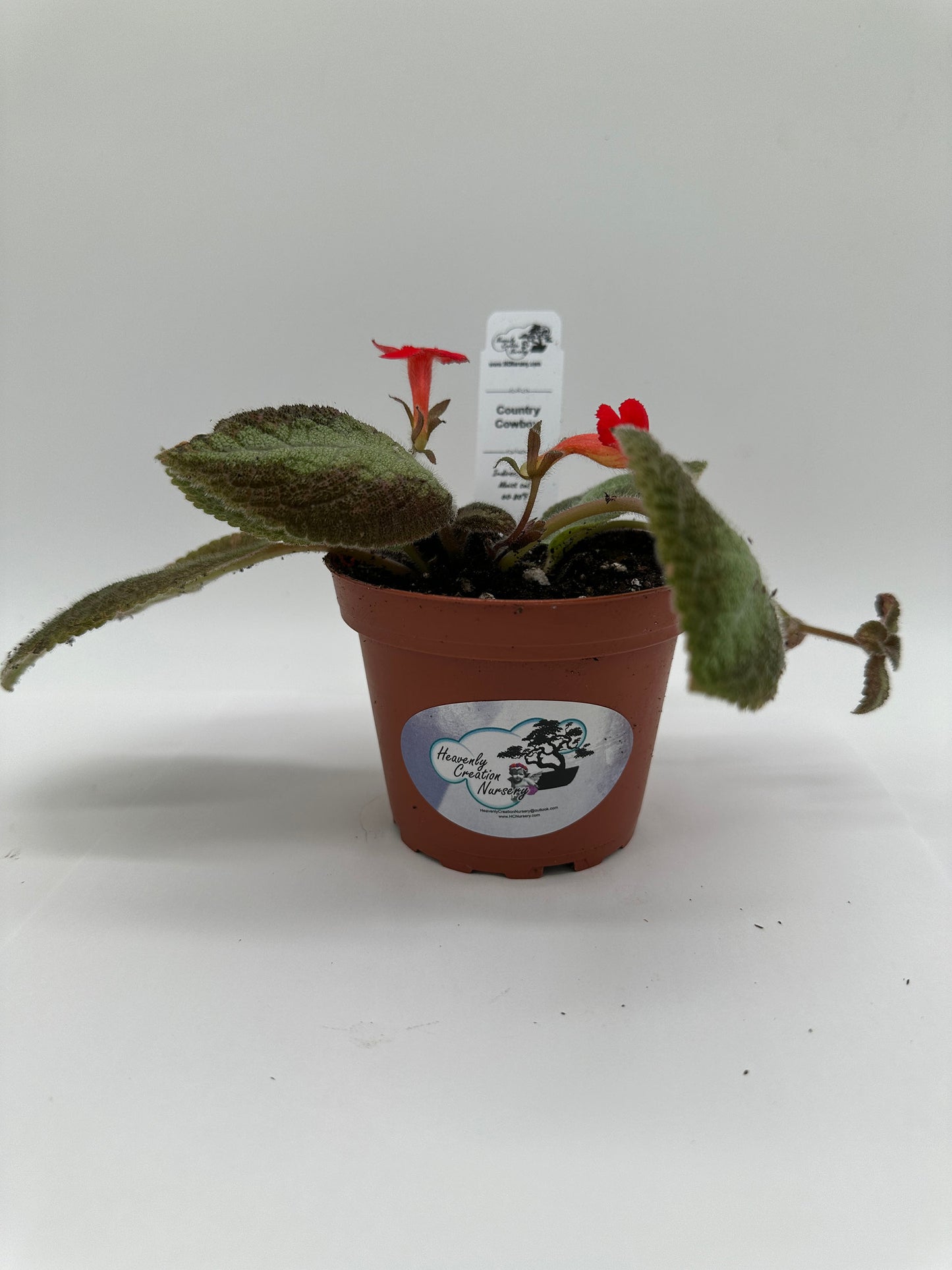 Country Cowboy - Live Episcia 4"