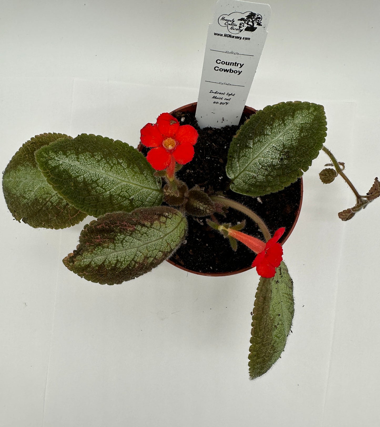 Country Cowboy - Live Episcia 4"