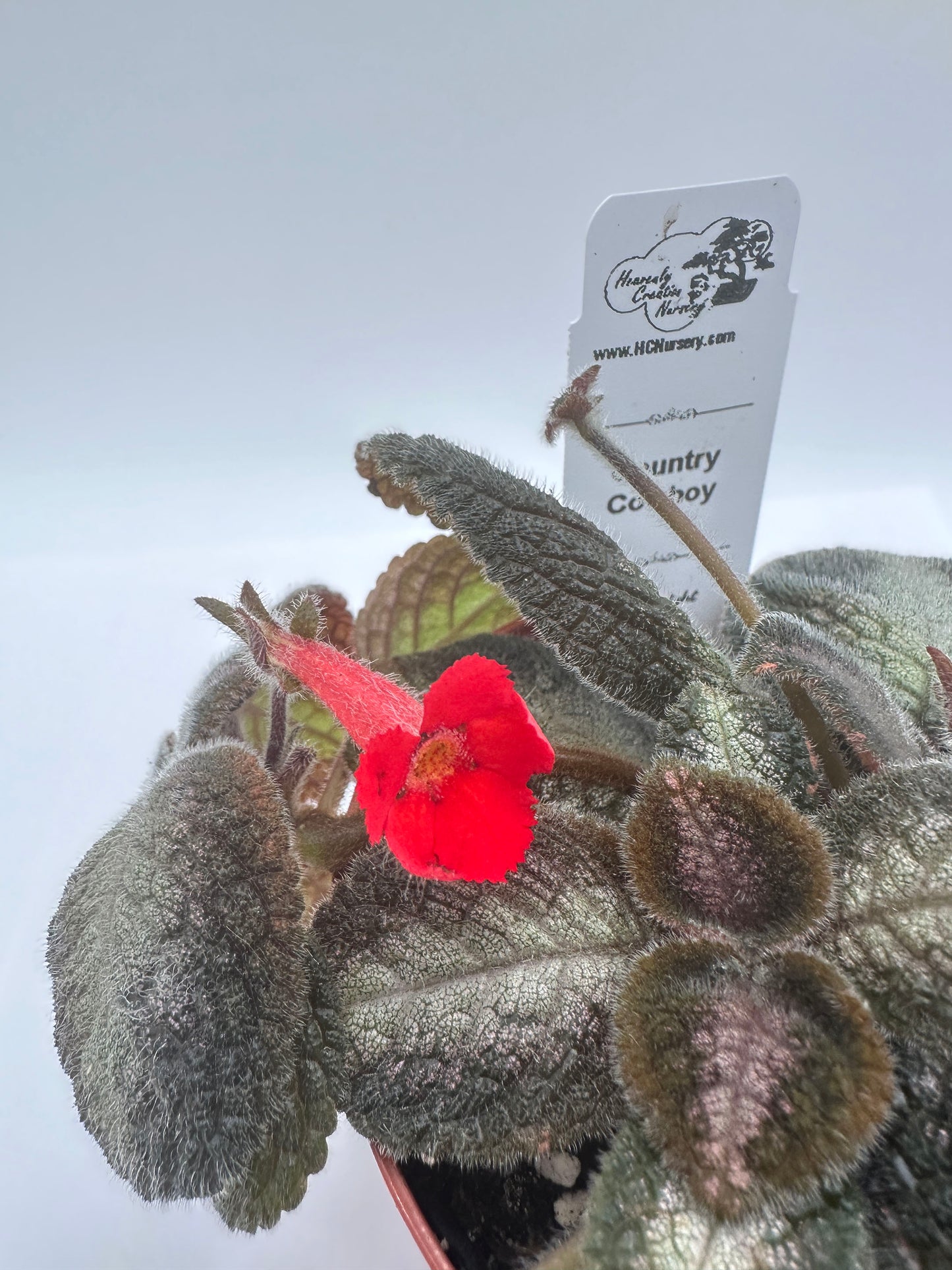 Country Cowboy - Live Episcia 4"