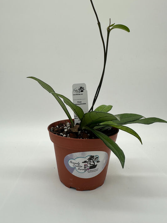 Crassipetiolata - Live Hoya 4"