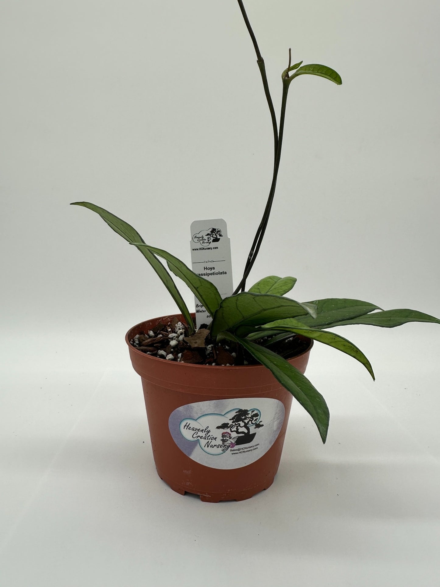 Crassipetiolata - Live Hoya 4"