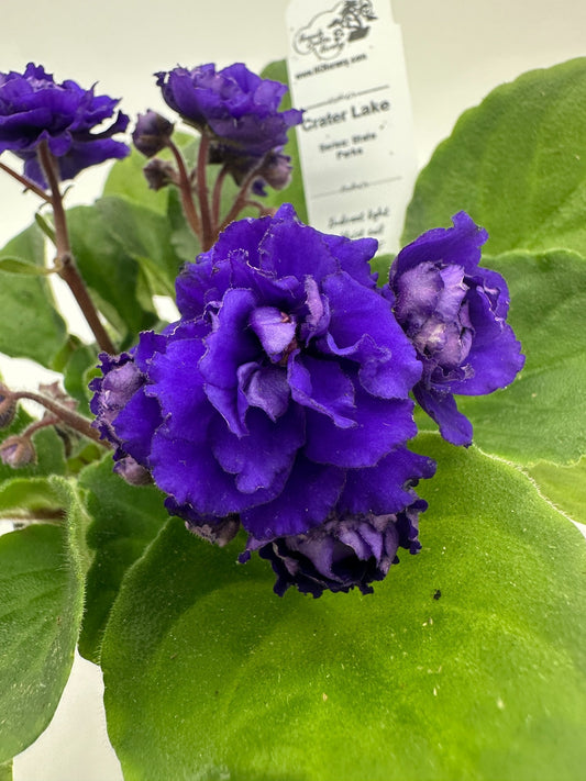 Crater Lake - Live African Violet 4" - Series: State Parks
