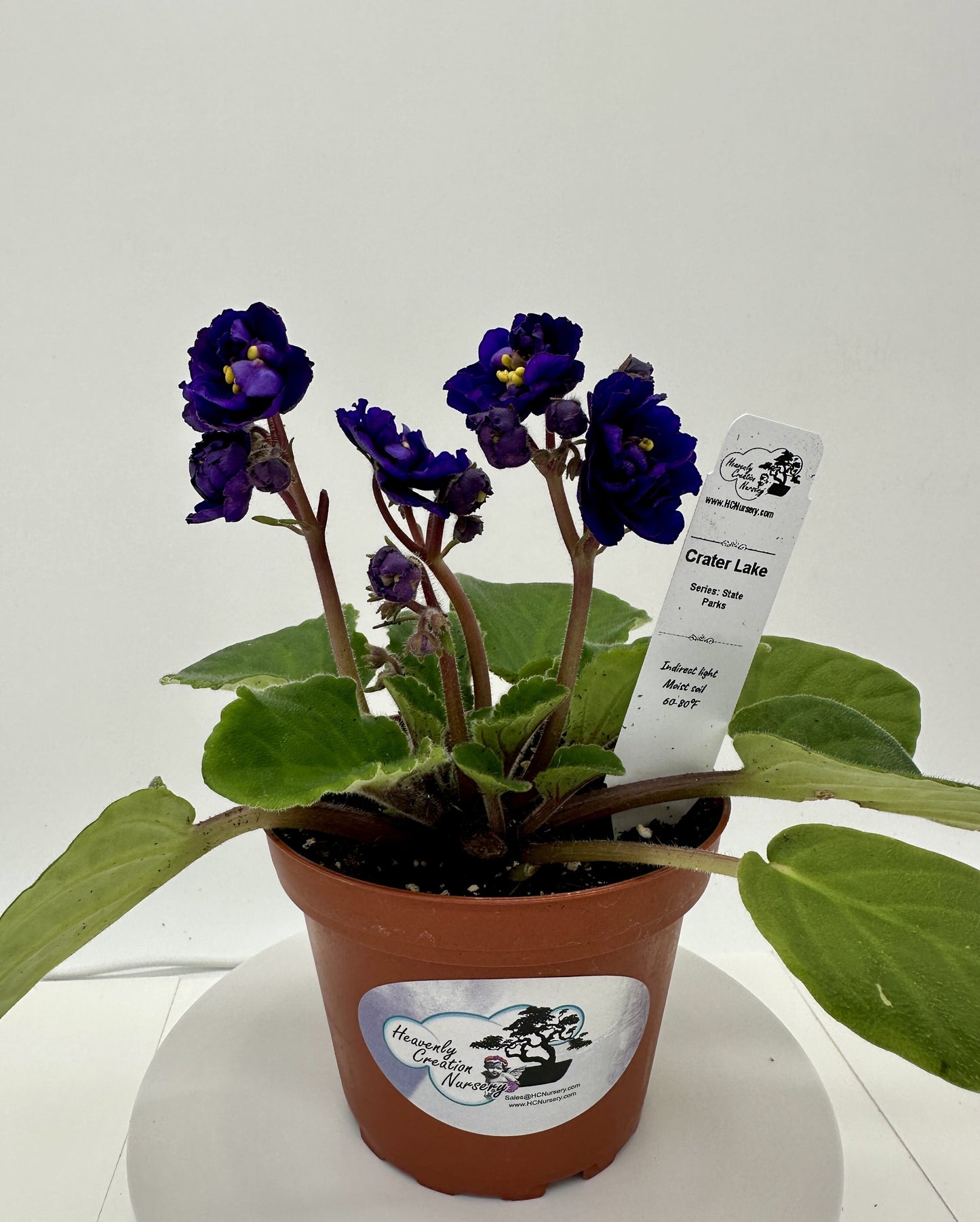 Crater Lake - Live African Violet 4" - Series: State Parks