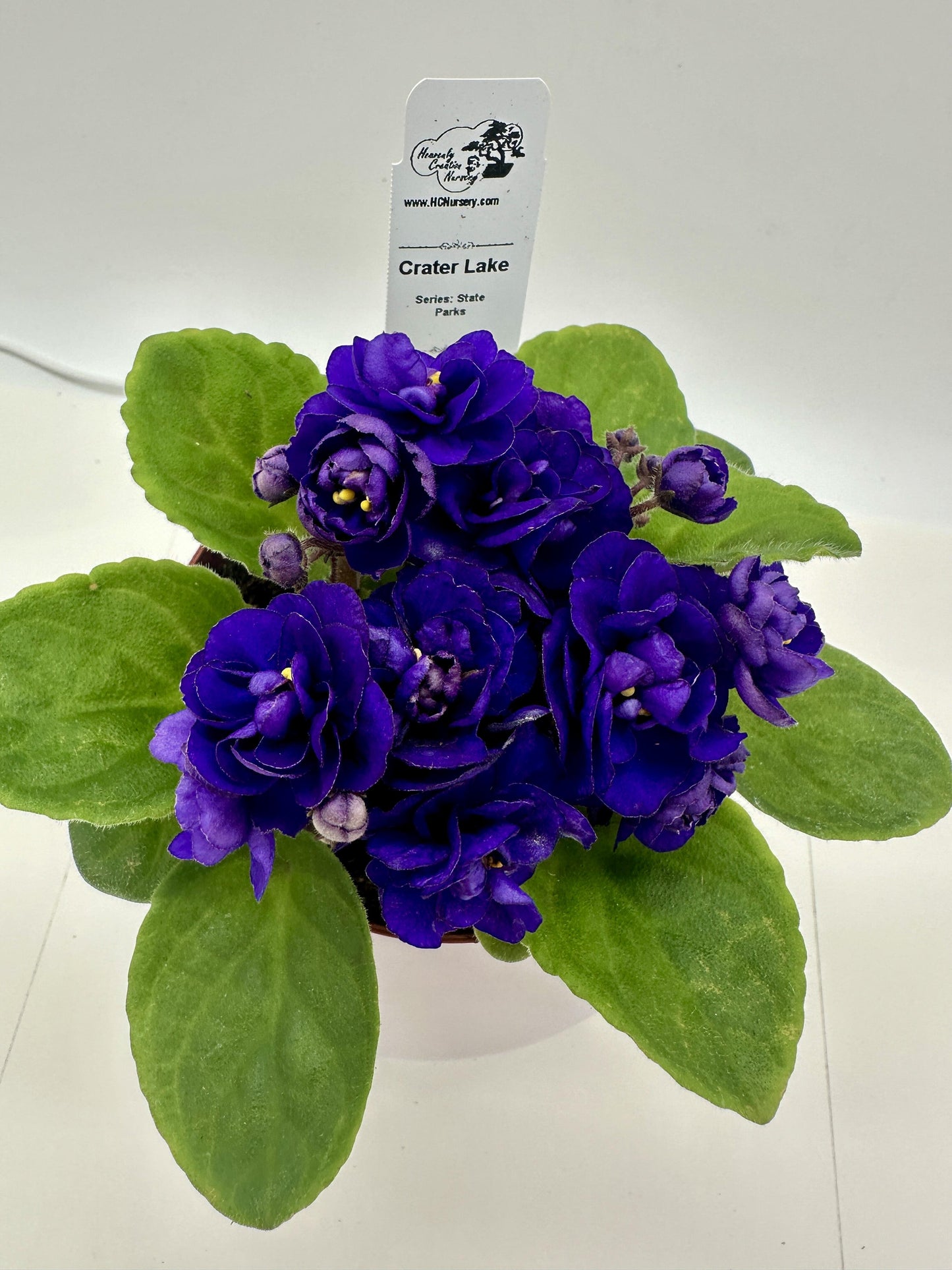 Crater Lake - Live African Violet 4" - Series: State Parks