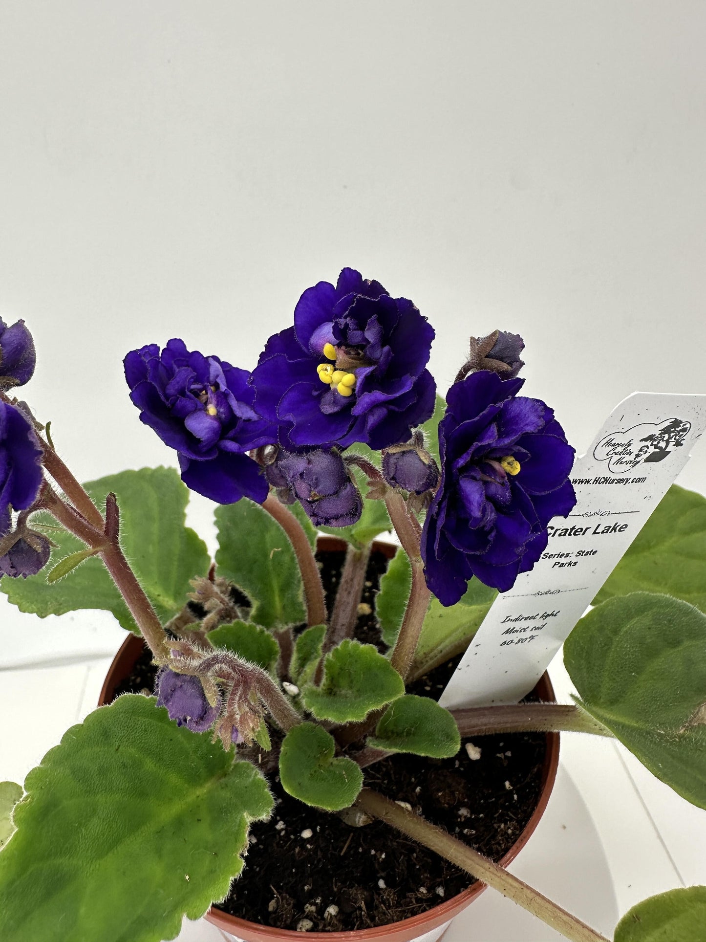 Crater Lake - Live African Violet 4" - Series: State Parks