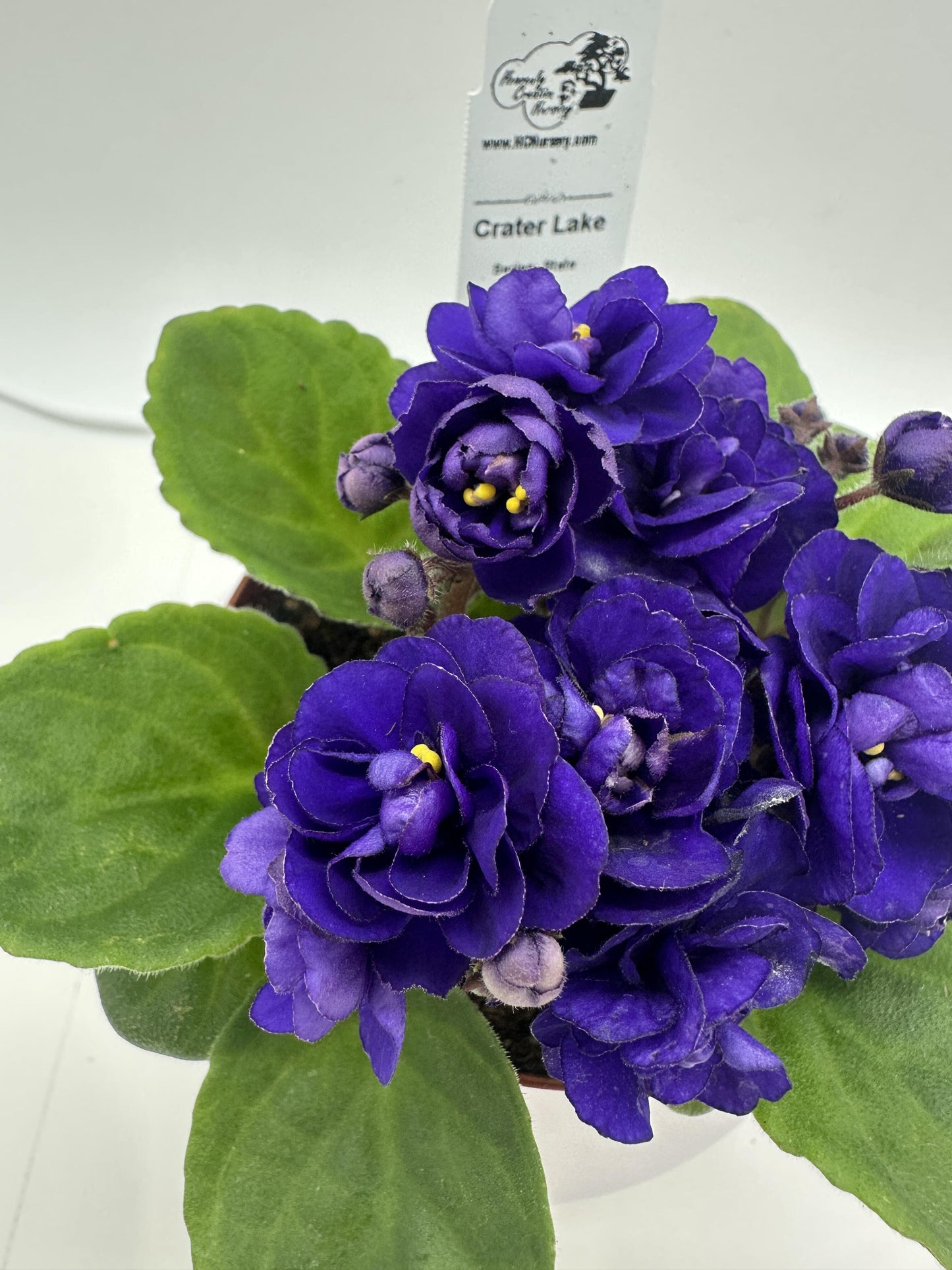 Crater Lake - Live African Violet 4" - Series: State Parks