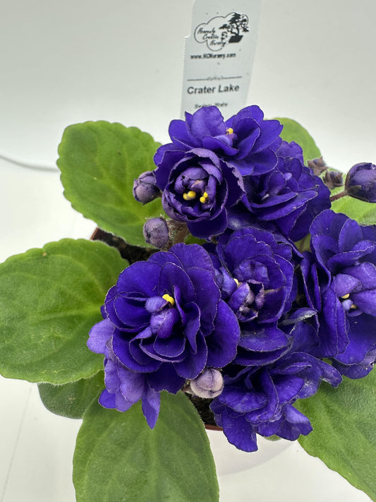 Crater Lake - Live African Violet 4" - Series: State Parks