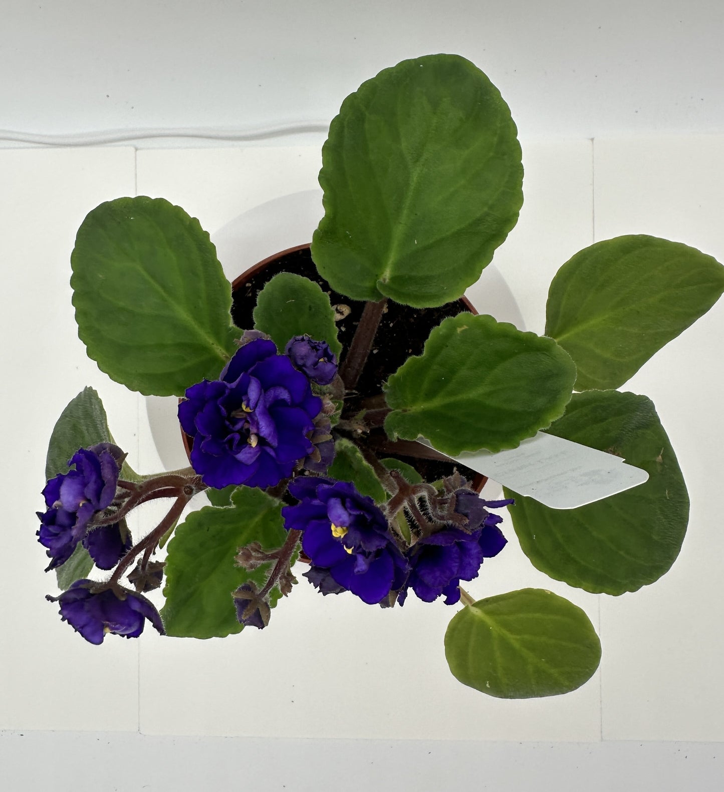 Crater Lake - Live African Violet 4" - Series: State Parks