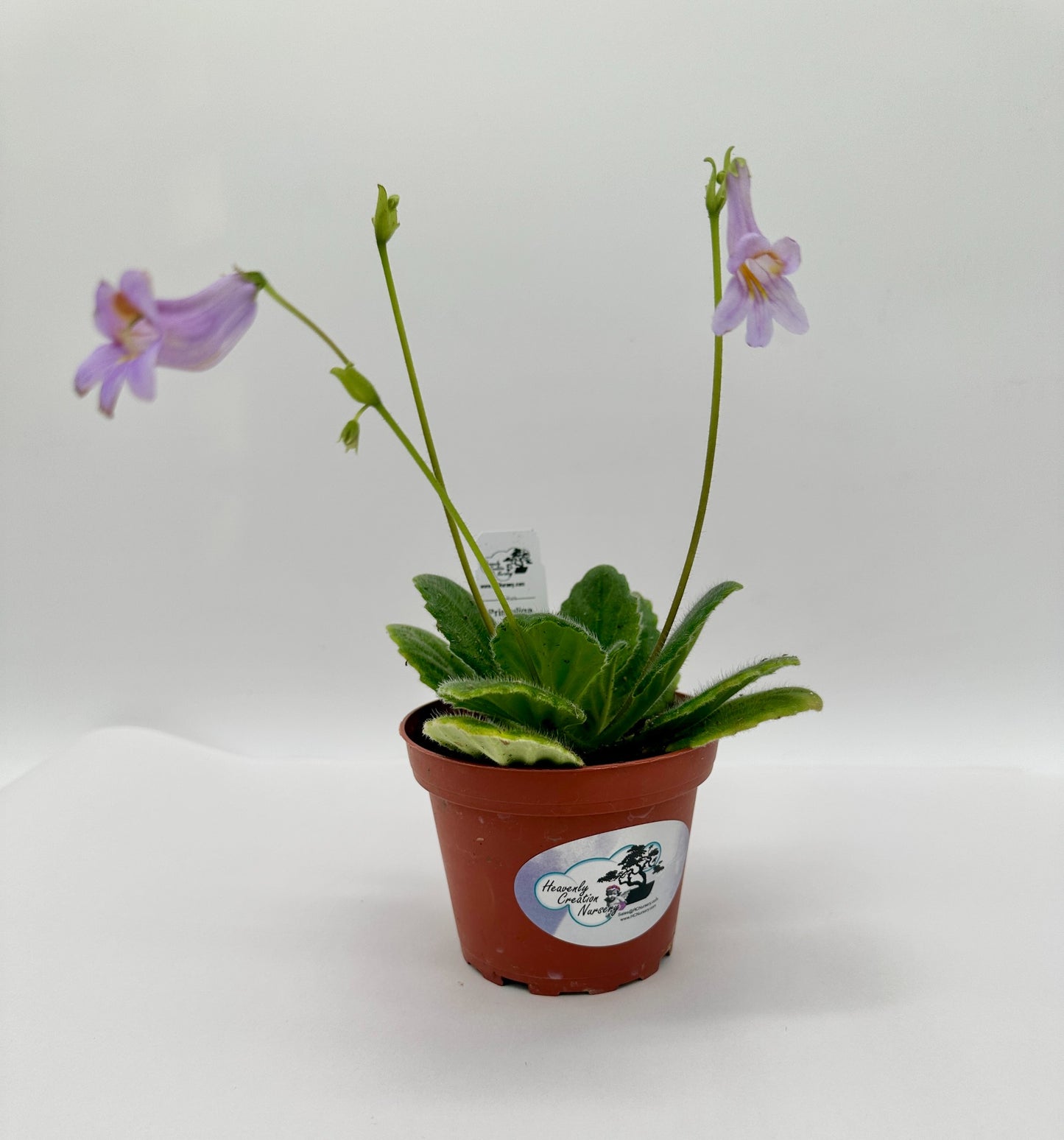 Crossroads Primulina (Asian Violet) - Live Plant 4"