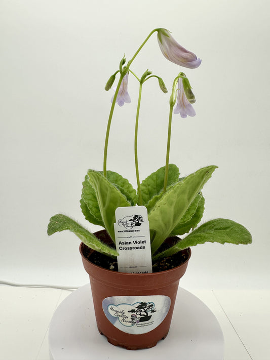 Crossroads Asian Violet (Primulina) - Live Plant 4"