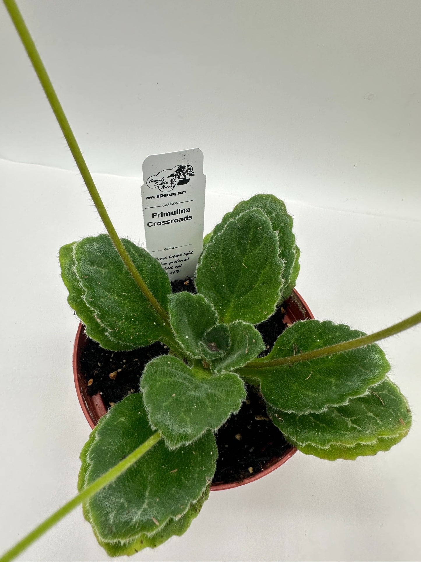 Crossroads Primulina (Asian Violet) - Live Plant 4"