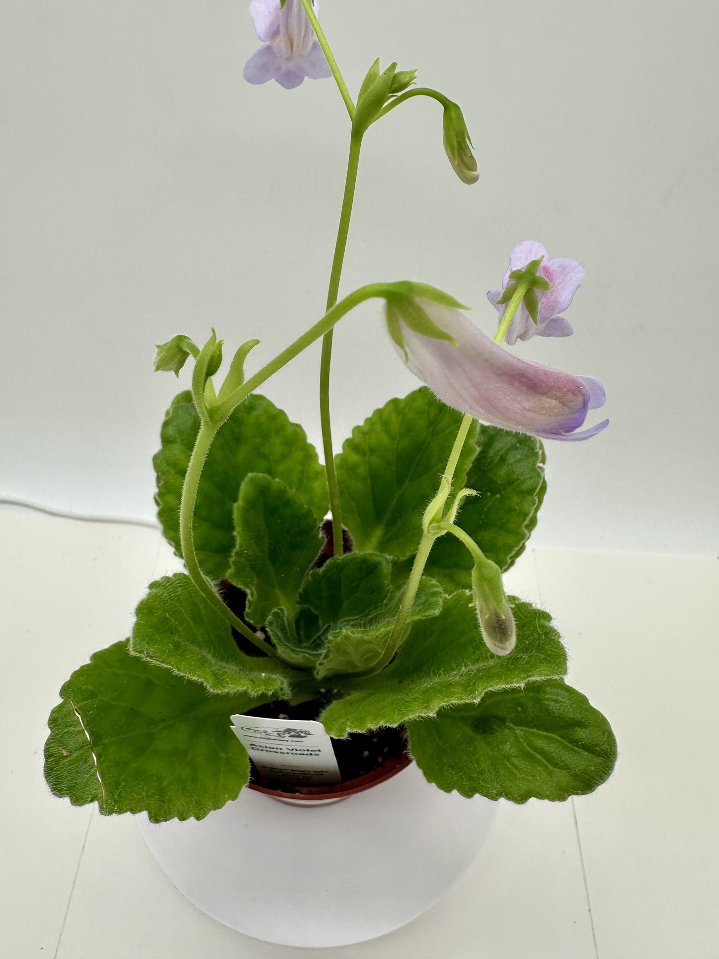 Crossroads Asian Violet (Primulina) - Live Plant 4"