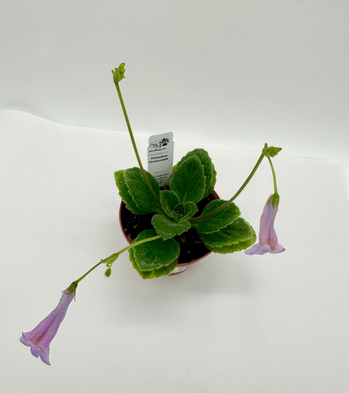 Crossroads Primulina (Asian Violet) - Live Plant 4"