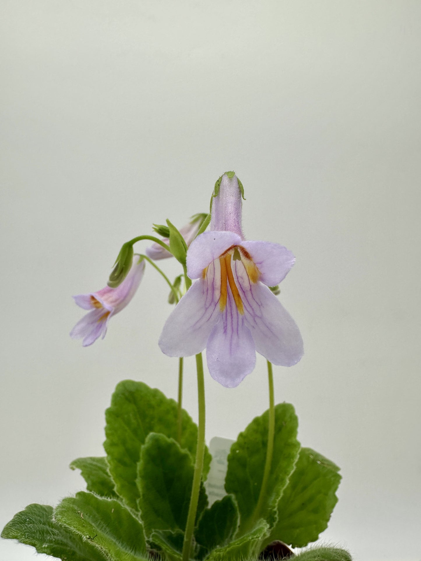 Crossroads Asian Violet (Primulina) - Live Plant 4"
