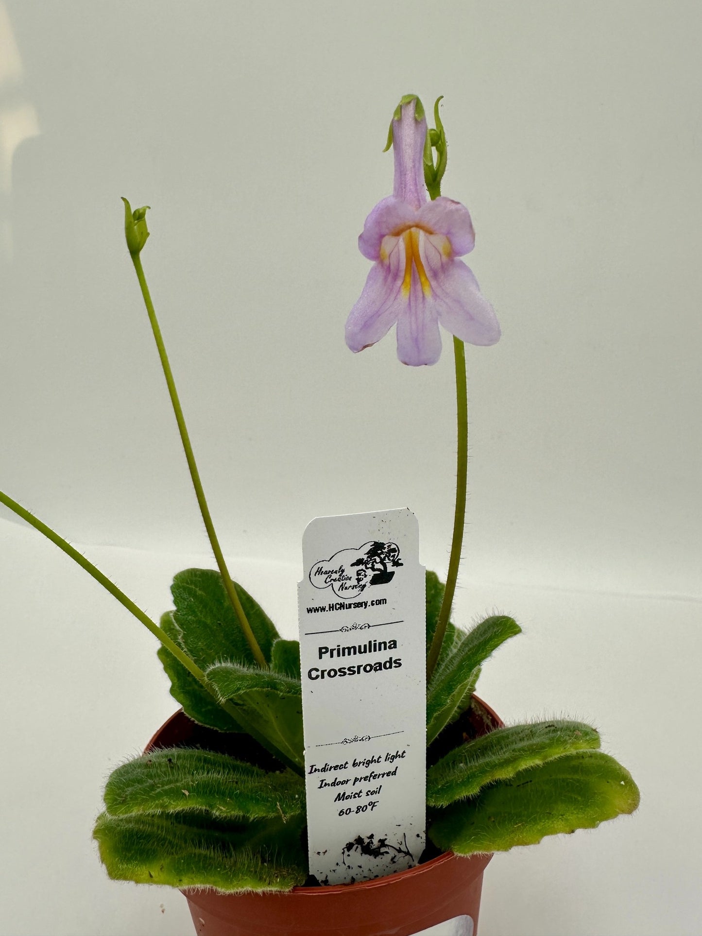 Crossroads Primulina (Asian Violet) - Live Plant 4"