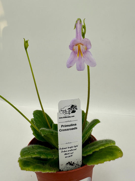Crossroads Primulina (Asian Violet) - Live Plant 4"