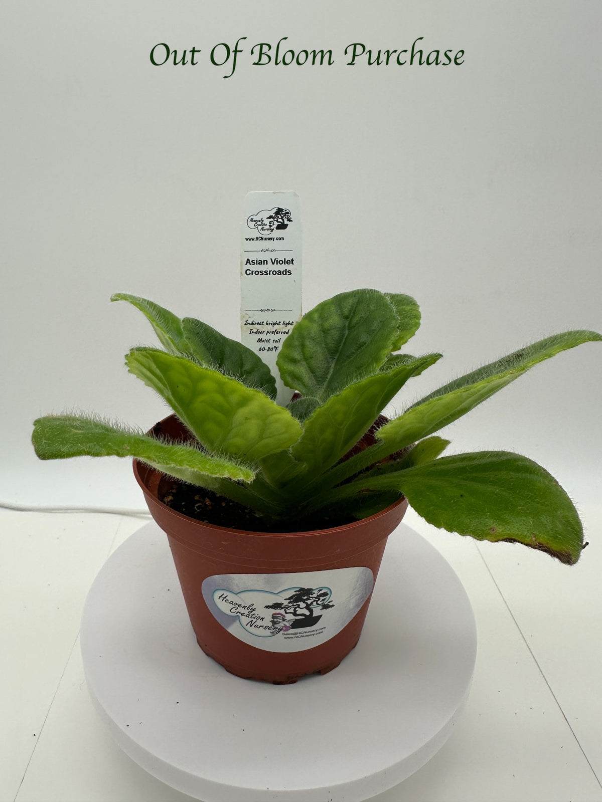 Crossroads Asian Violet (Primulina) - Live Plant 4"