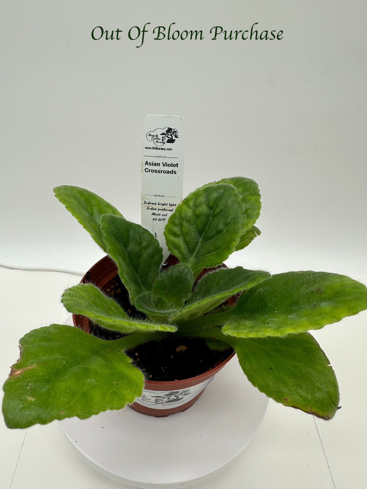 Crossroads Asian Violet (Primulina) - Live Plant 4"