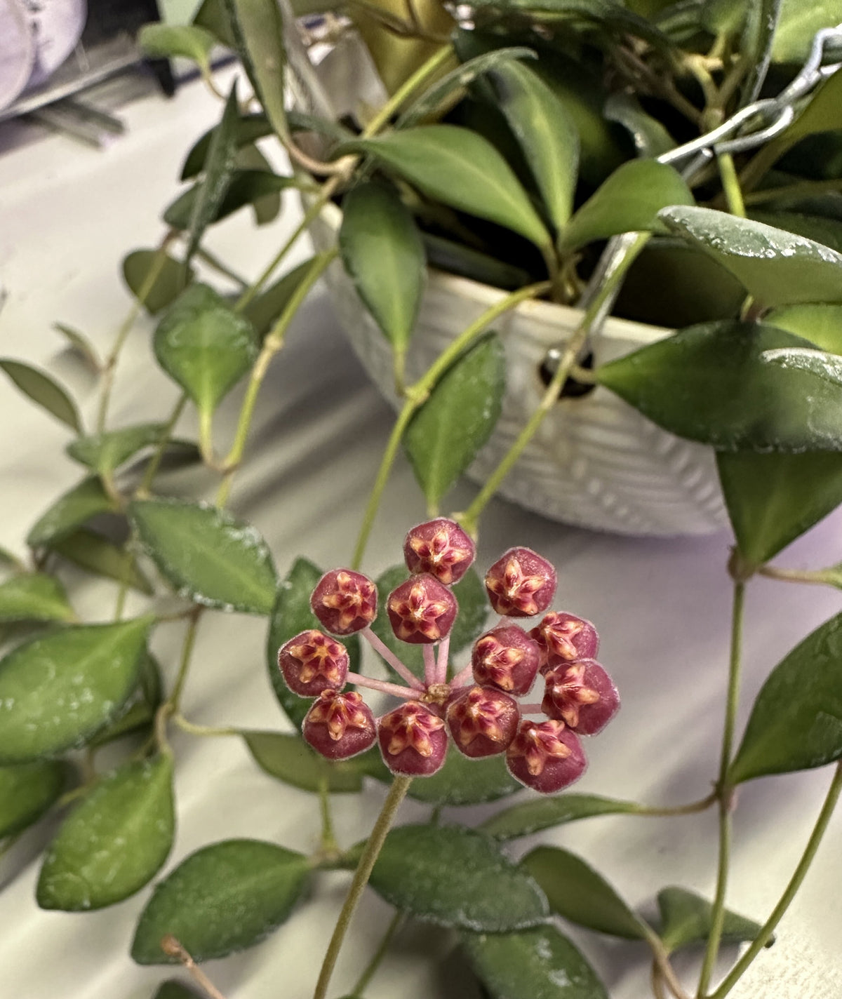 DS-70 Variegated - Live Hoya 4"