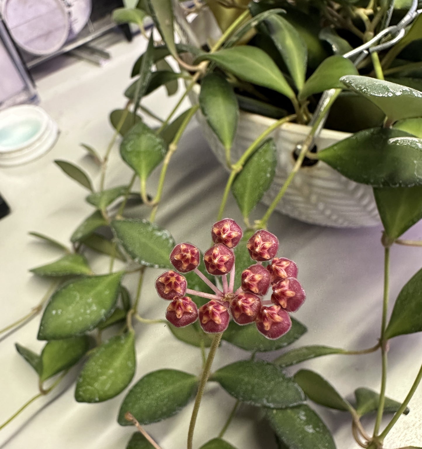 DS-70 Variegated - Live Hoya 4"