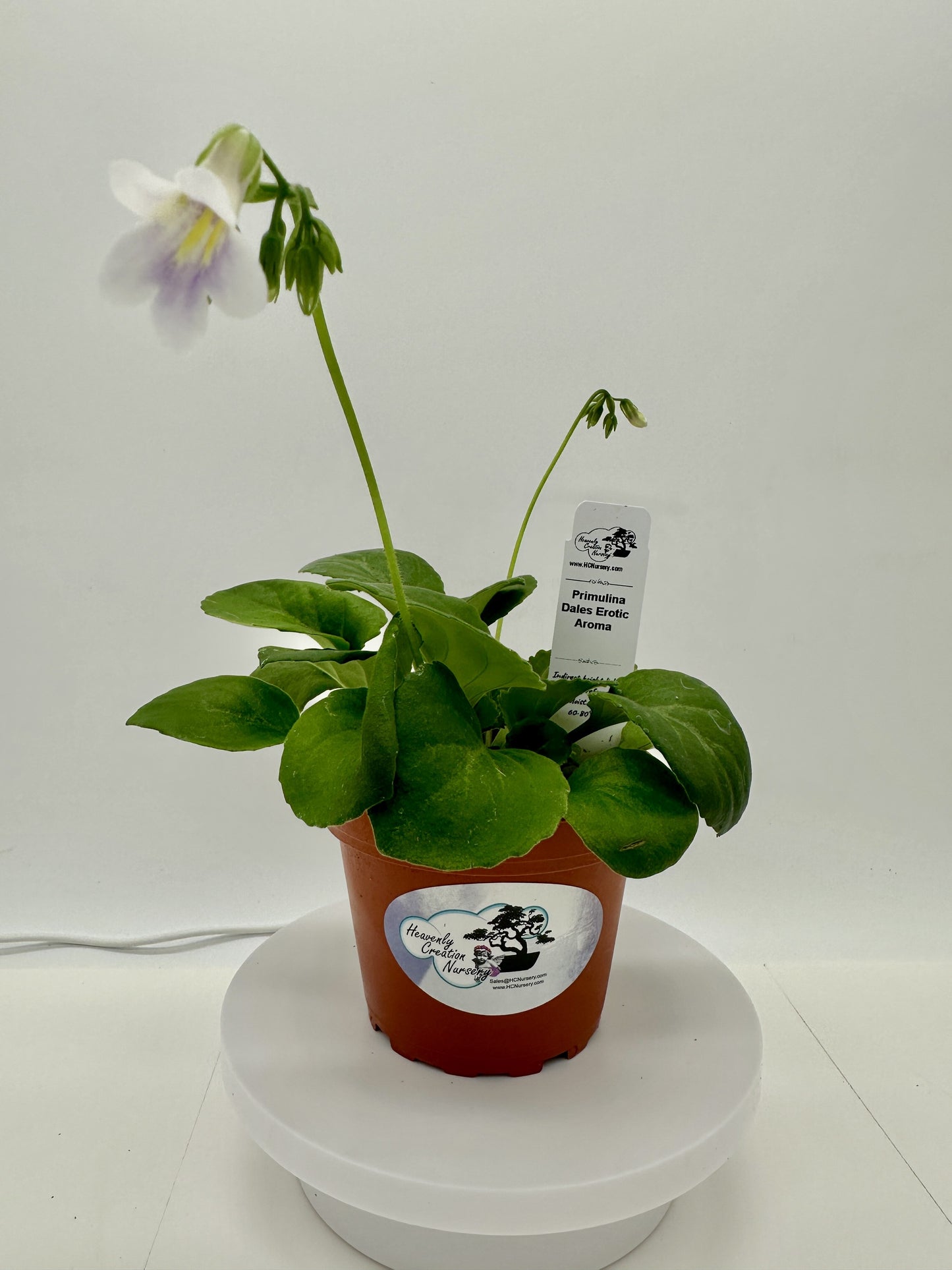 Dale's Erotic Aroma (Asian Violet) - Live Plant 4"