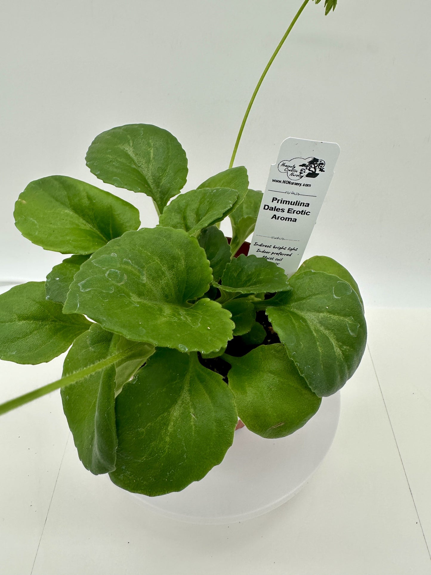 Dale's Erotic Aroma (Asian Violet) - Live Plant 4"