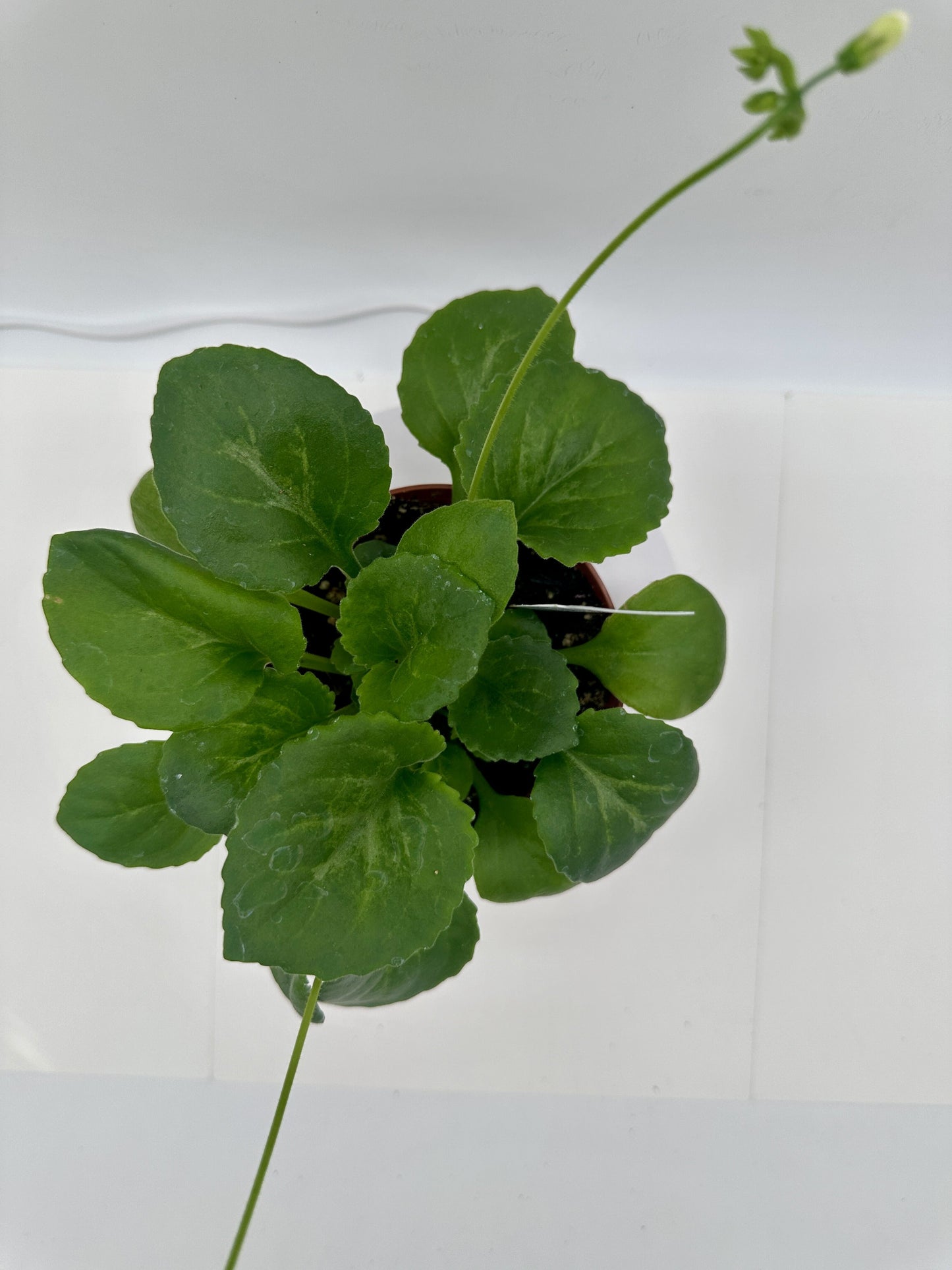 Dale's Erotic Aroma (Asian Violet) - Live Plant 4"