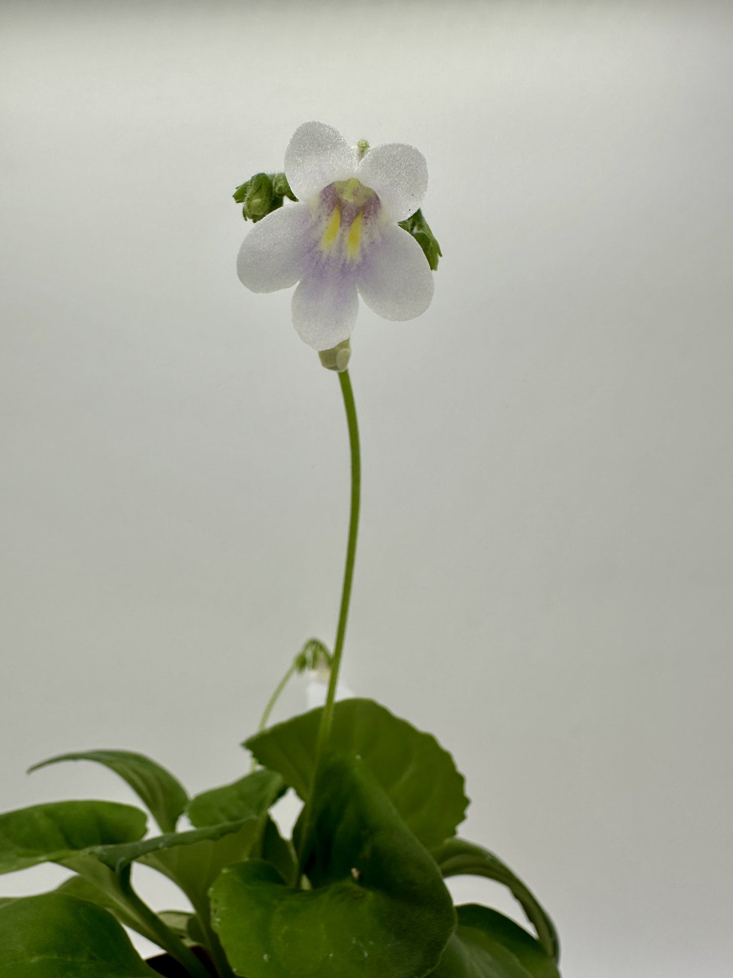 Dale's Erotic Aroma (Asian Violet) - Live Plant 4"