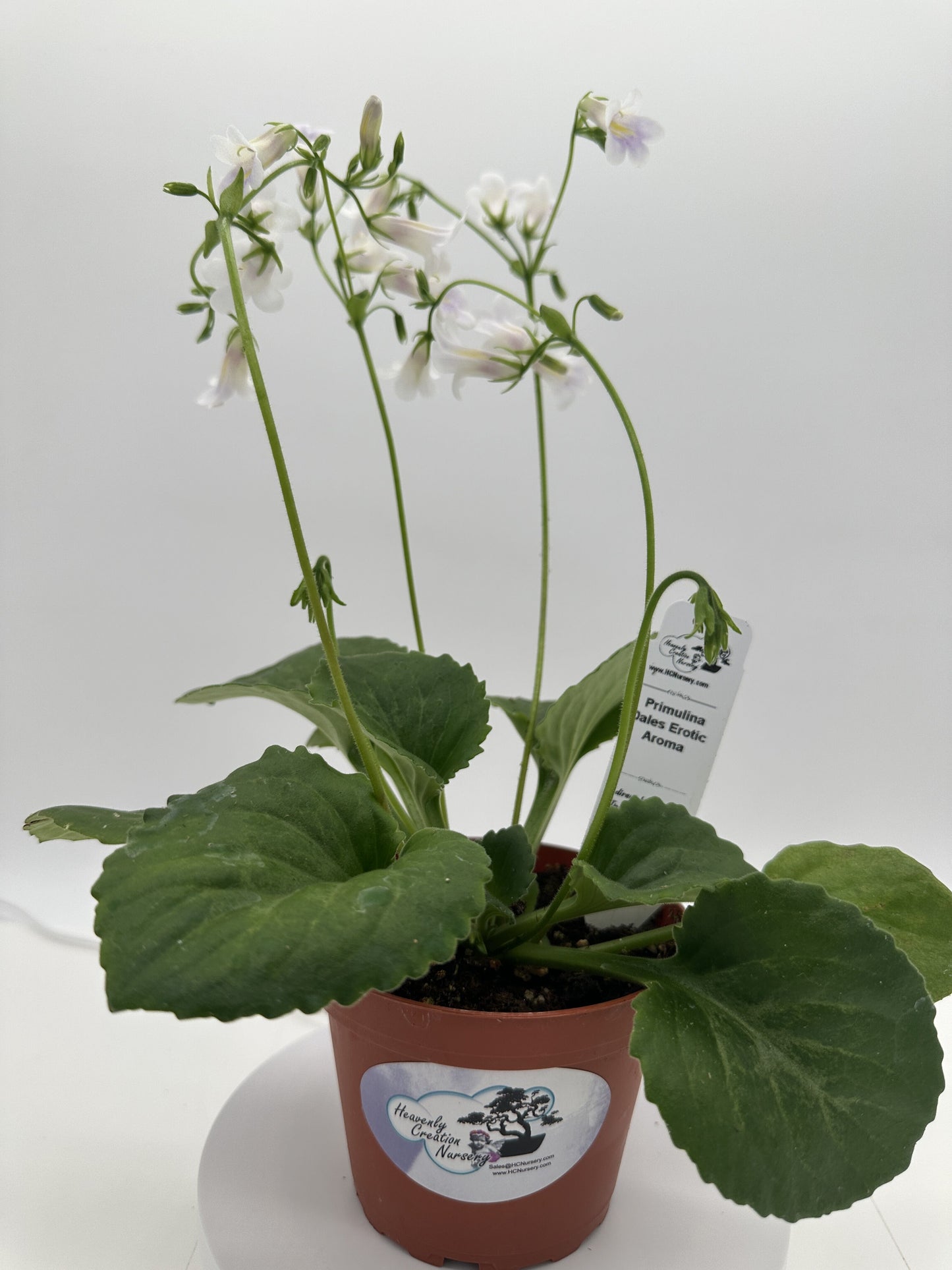 Dale's Erotic Aroma Asian Violet (Primulina) - Live Plant 4"