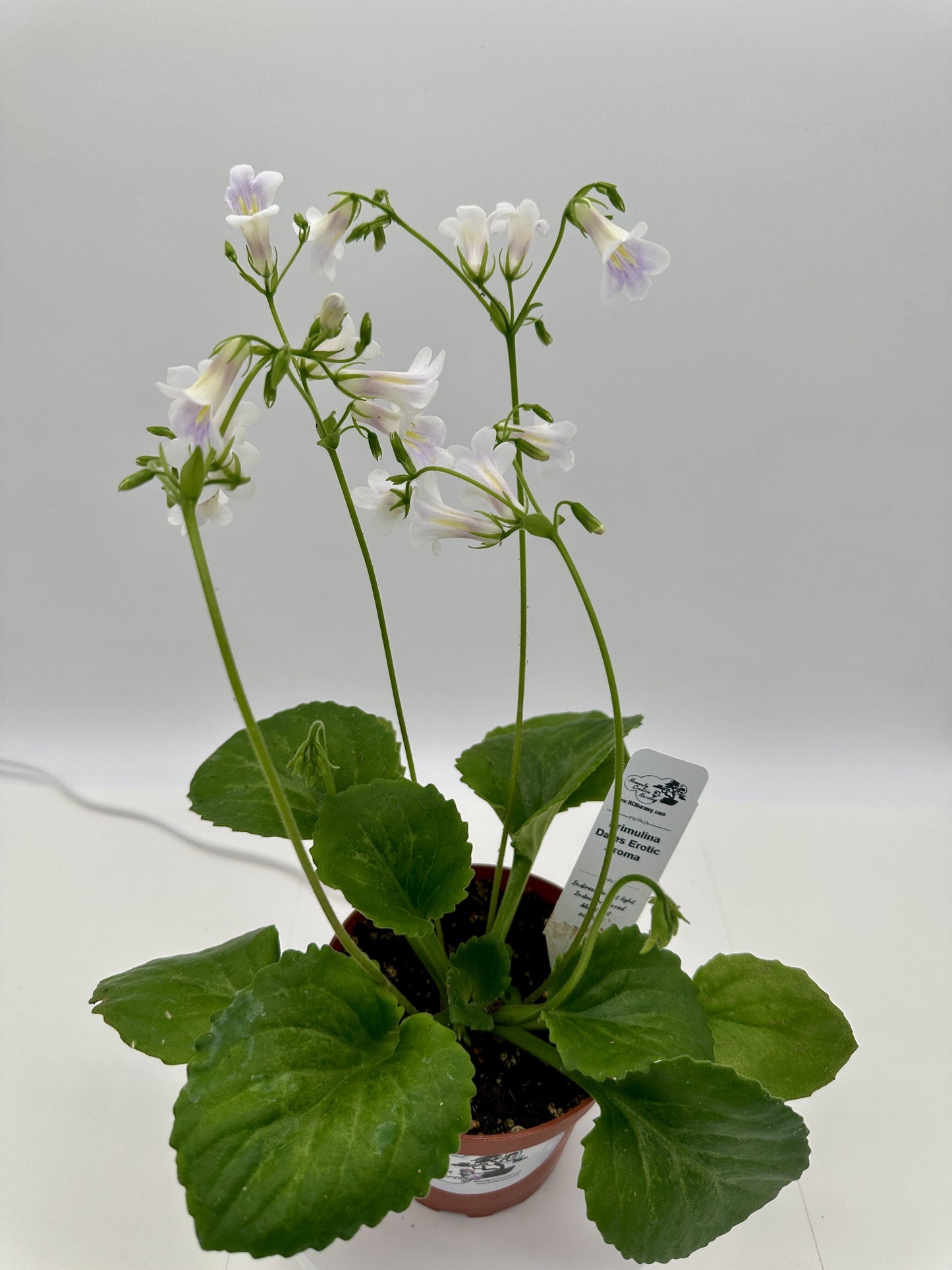 Dale's Erotic Aroma Asian Violet (Primulina) - Live Plant 4"