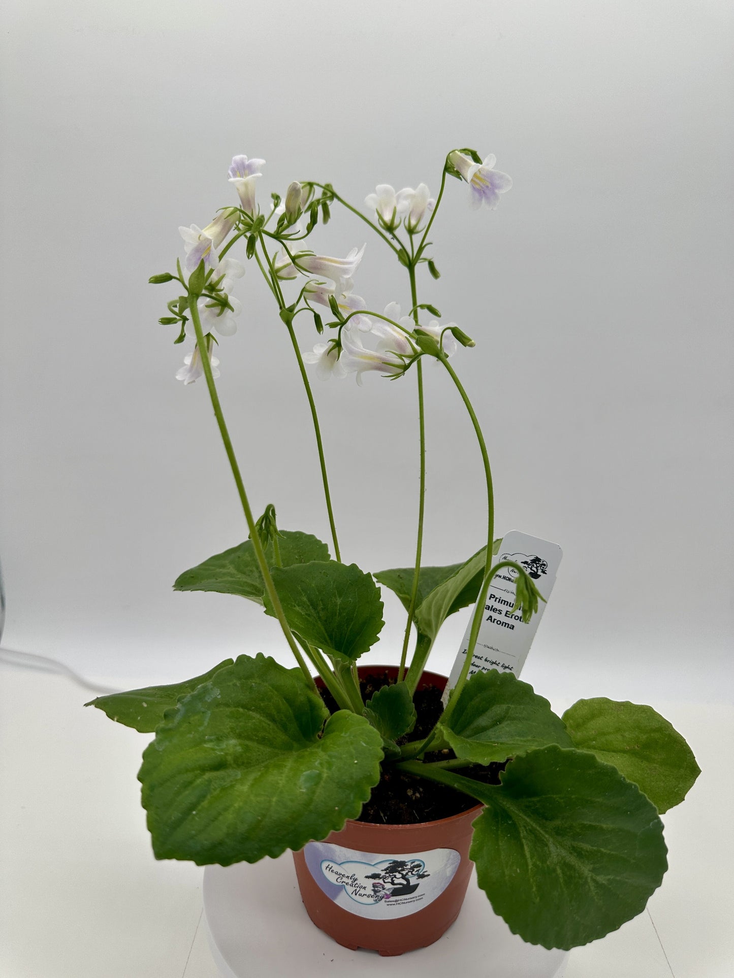 Dale's Erotic Aroma Asian Violet (Primulina) - Live Plant 4"