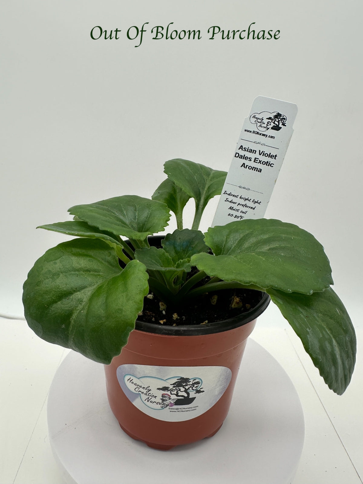 Dale's Exotic Aroma Asian Violet (Primulina) (DMartens) - Live Plant 4"