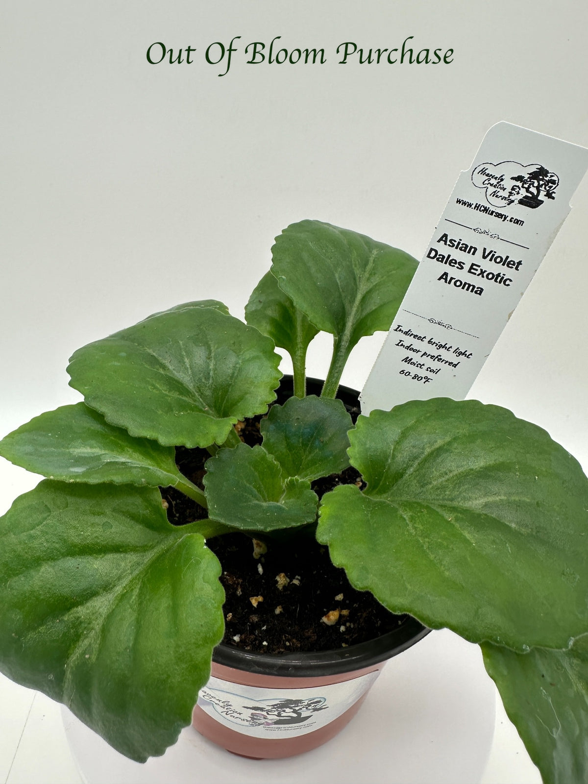 Dale's Exotic Aroma Asian Violet (Primulina) (DMartens) - Live Plant 4"