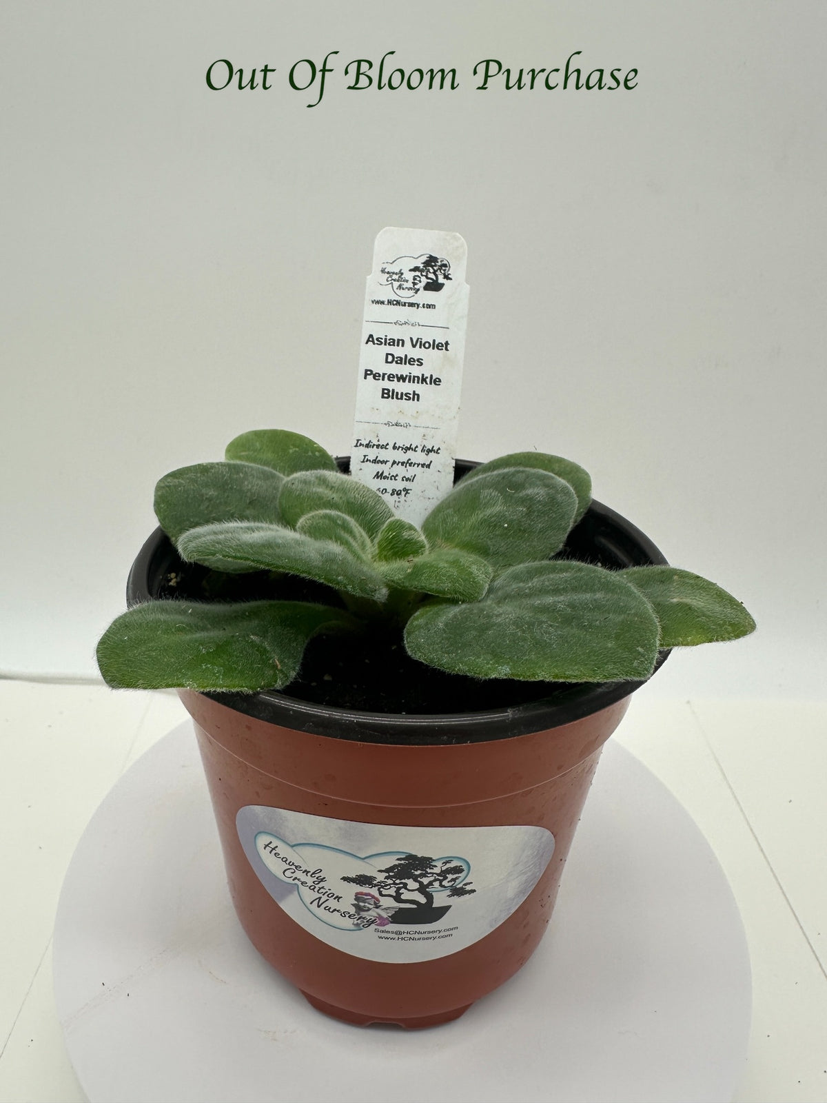 Dale's Periwinkle Blush Asian Violet (Primulina) (DMartens) - Live Plant 4"