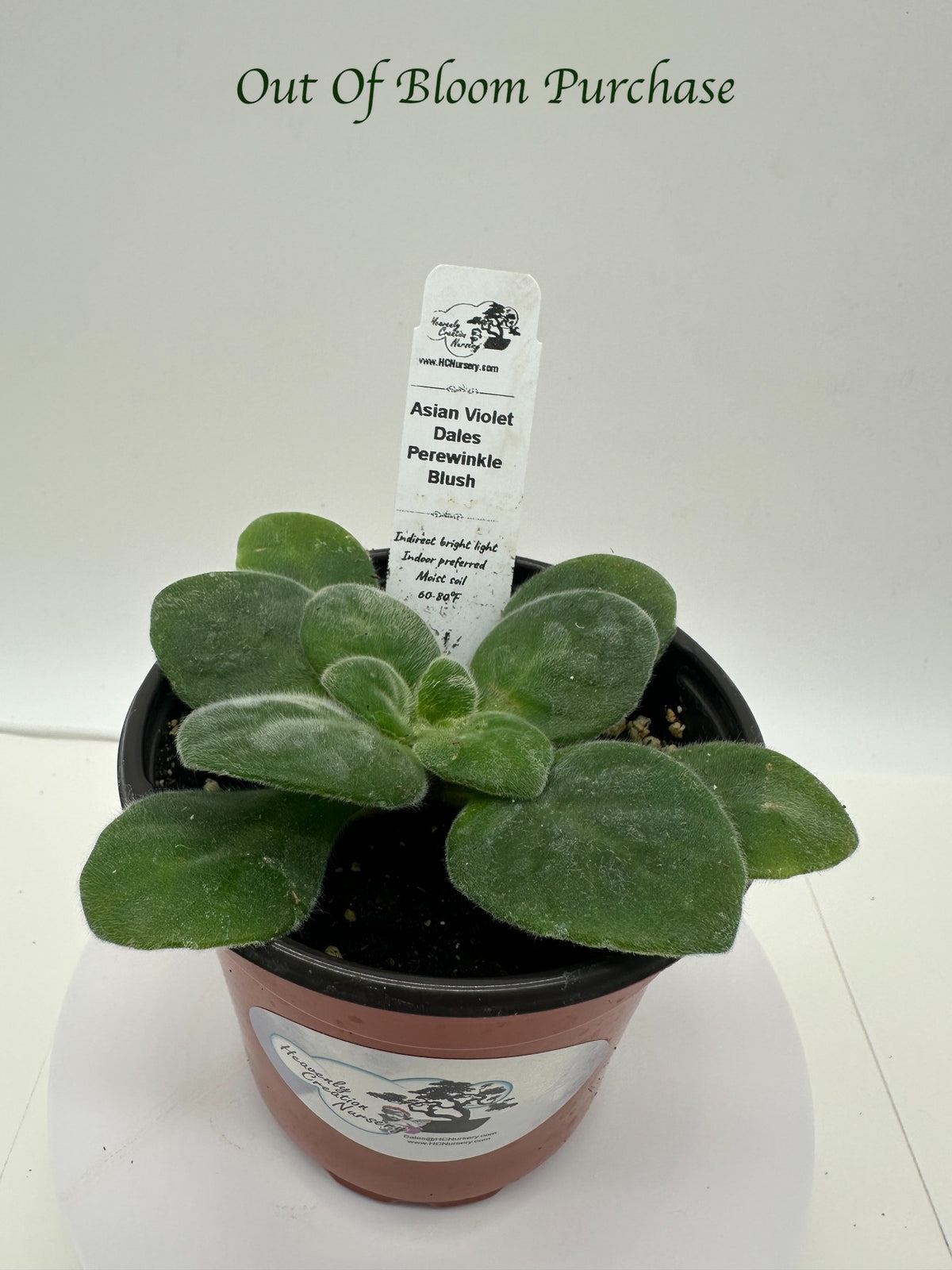 Dale's Periwinkle Blush Asian Violet (Primulina) (DMartens) - Live Plant 4"