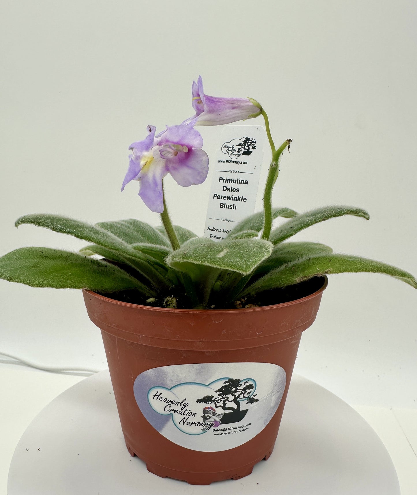 Dale's Periwinkle Blush Primulina (Asian Violet) - Live Plant 4"