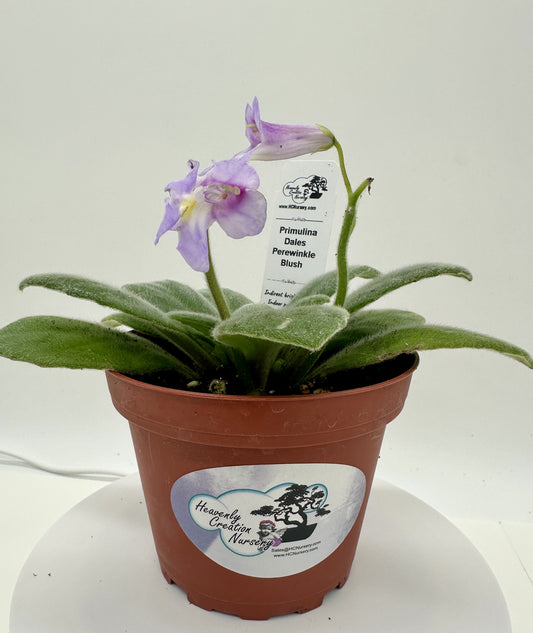 Dale's Periwinkle Blush Primulina (Asian Violet) - Live Plant 4"